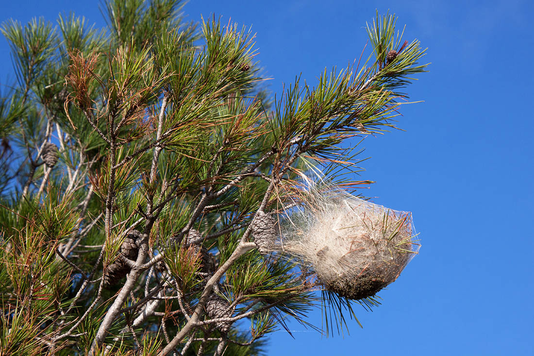 Processionaria del pino su un albero