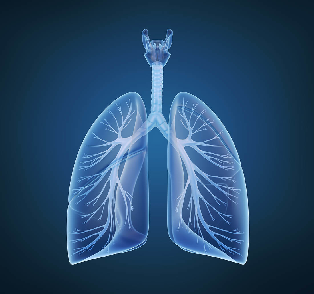 Bronchi polmoni sistema polmonare