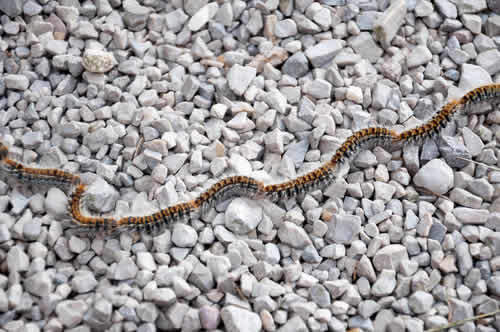 Bruchi di processionaria in marcia in fila indiana su di un selciato ghiaioso