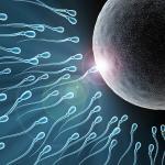 Fecondazione e spermatozoi