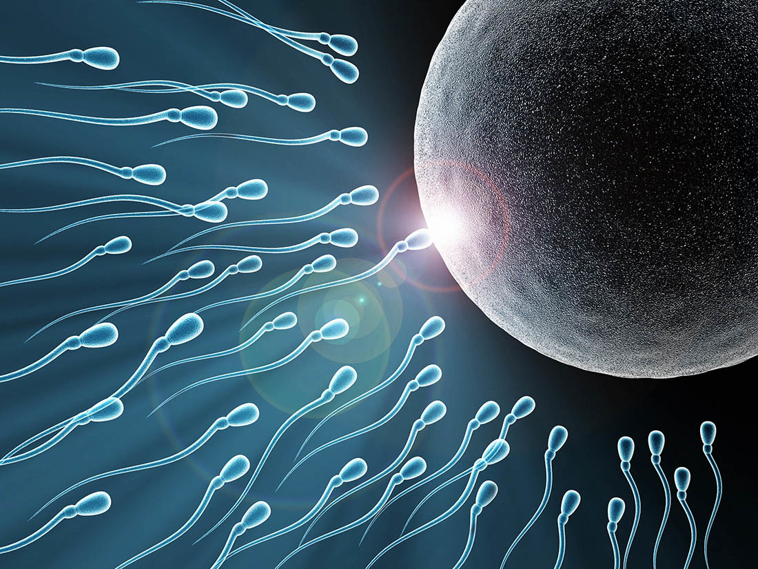 Fecondazione e spermatozoi