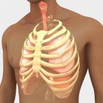 Gabbia Toracica e polmoni in 3D